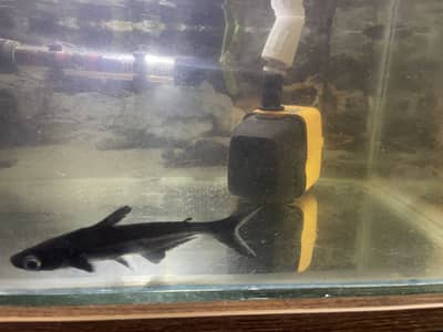 Blue line shark 4 inches
