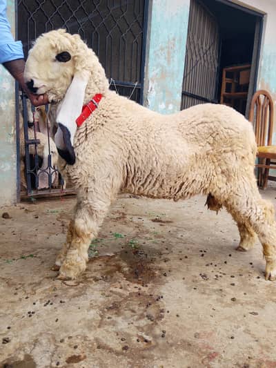 5 month old kajla male complete point