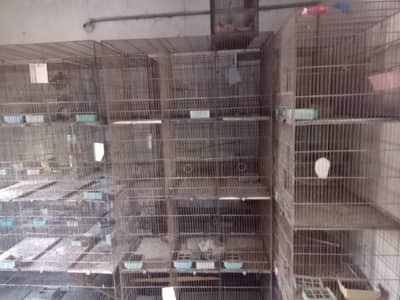 birds cage