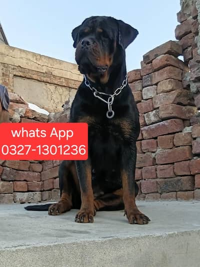 Pedigree Female  Strong blood line ( Dr Timit tor bloodline)