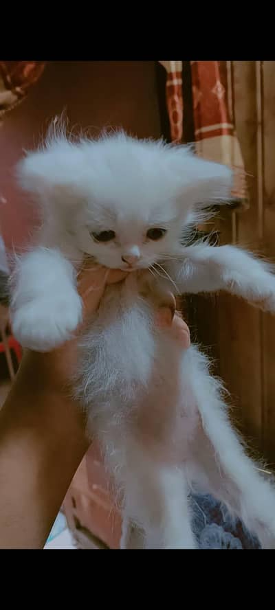 persian cat