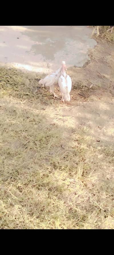 herra cross another breed chick Available