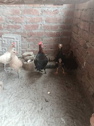 3 female 2 male