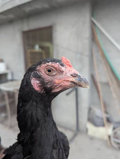 Pure Thai Female Aseel hen 0313/--4059--569 | Pakoye Panus Burmi