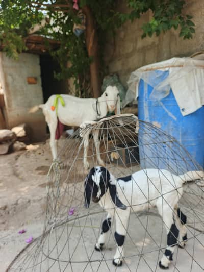 masha allah 4 dant bakri betal cros 1 male baby ke sath