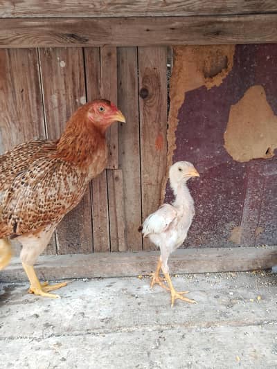 Murgi Aseel with a chick
