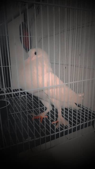 pigeon