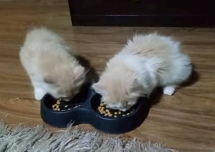 Persion pair with 5 kittens