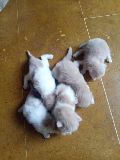 Persion 5 kittens top quality