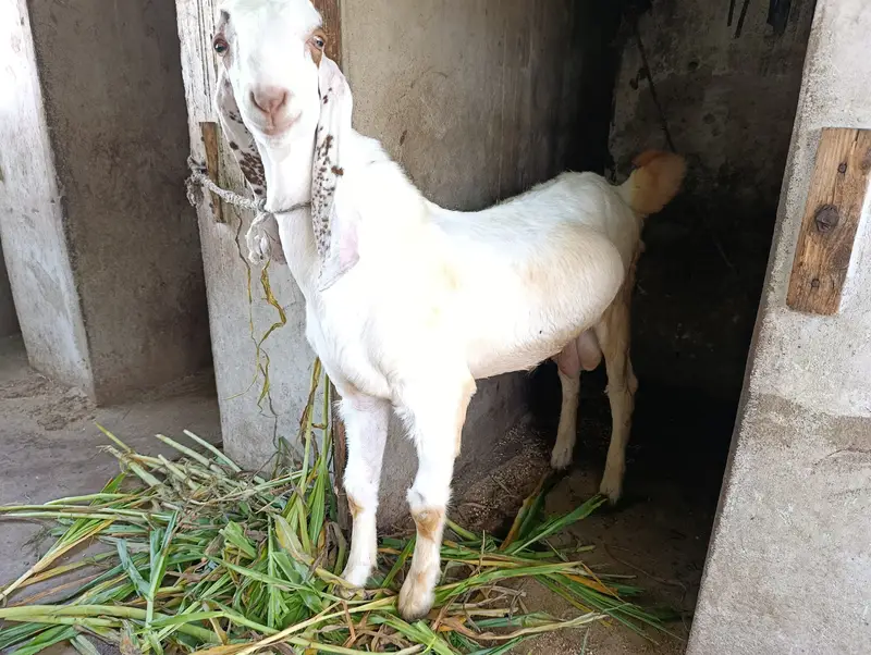 Bakra for sell (Aandu)