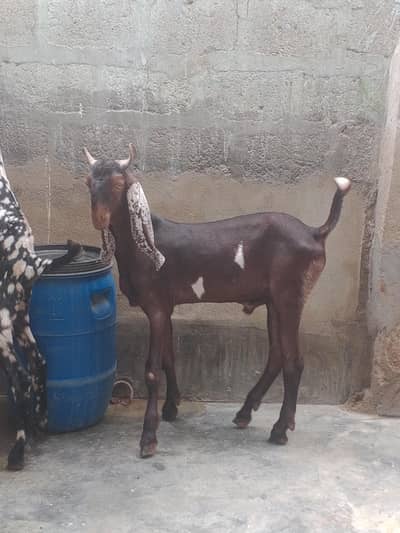 bakra for sale tota pori or kamori