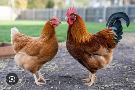 hens for sale