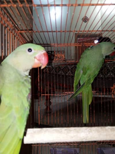 pahari parrots full healthy condition pair for sale