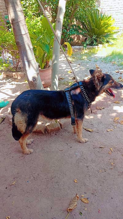 german Shepard double coat