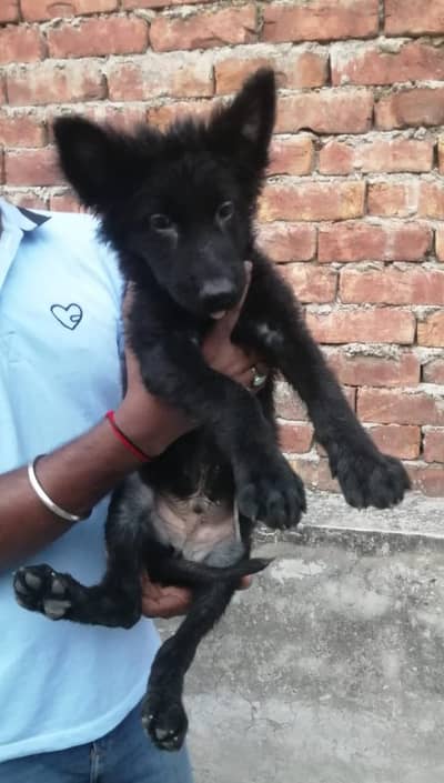 black shepard long coat male pup
