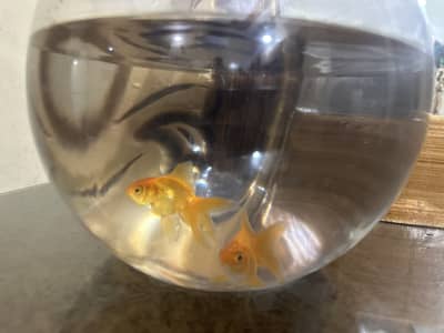 GOLD FISH