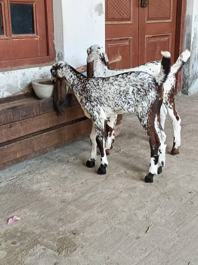 pure desi makhicheeni female