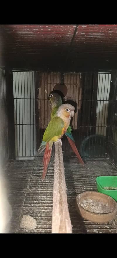 conour pair