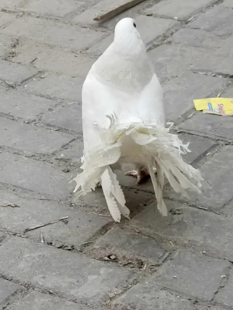 fancy. sentient. lakay — photo 4