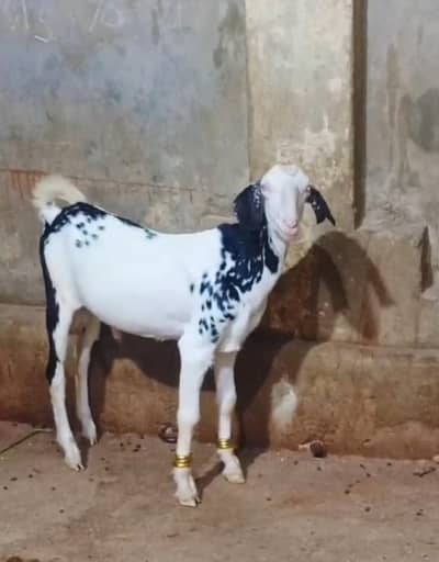 tappra male for sale