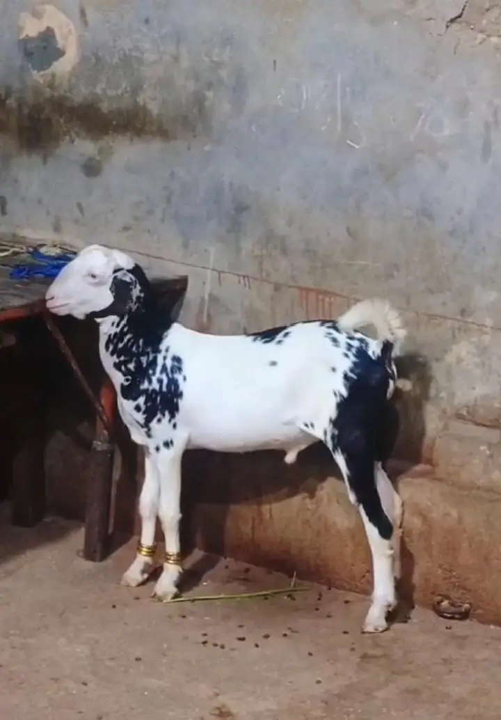 tappra male for sale — photo 3