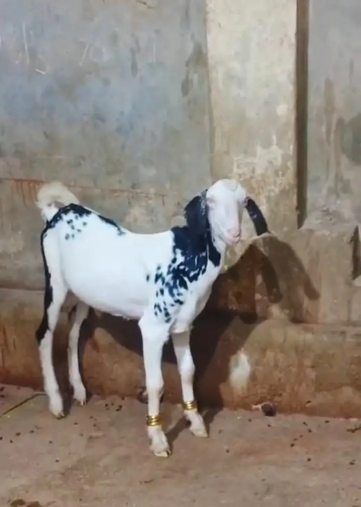 tappra male for sale — photo 4