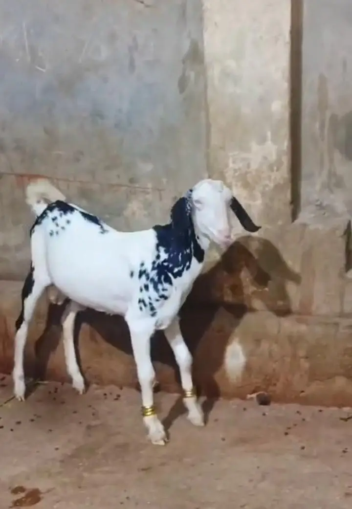 tappra male for sale — photo 5