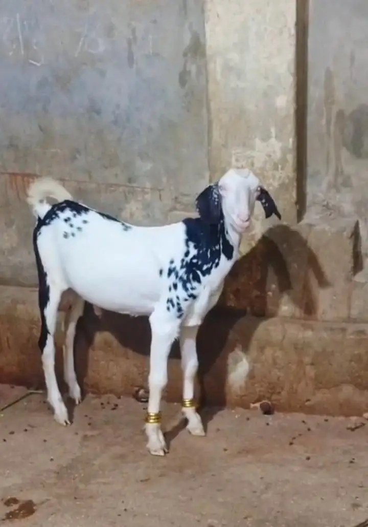 tappra male for sale — photo 6