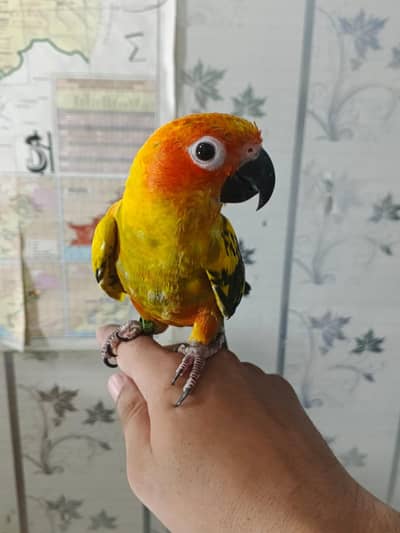 sunconure 1.5/2 sal ka
