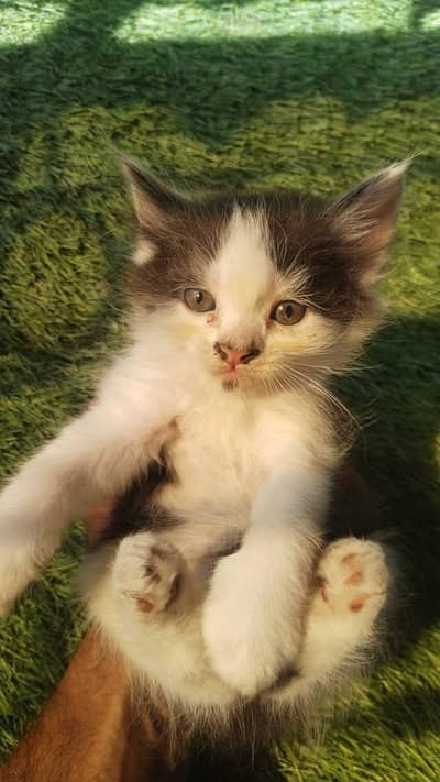 Persian kittens available