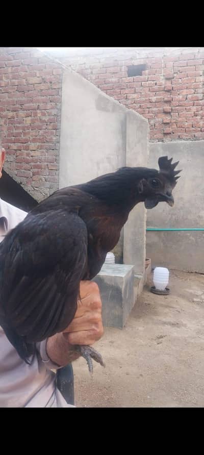 Ayam Cemani