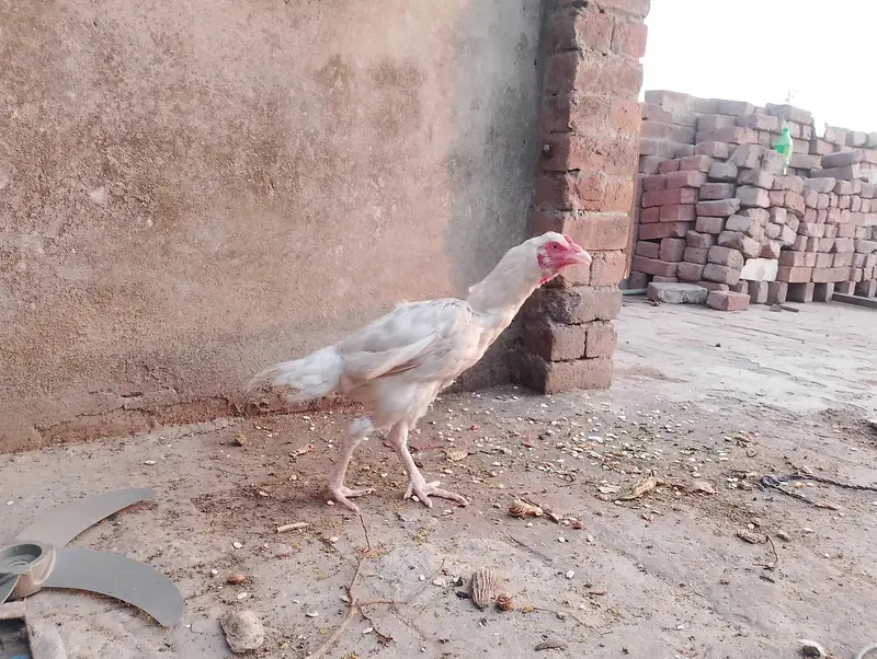 Heera aseel female — photo 2