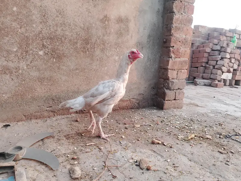 Heera aseel female