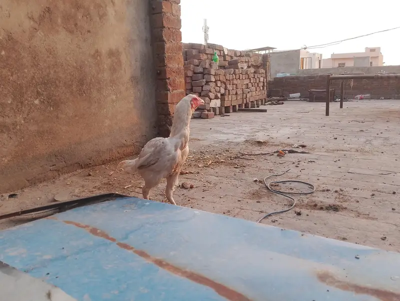 Heera aseel female — photo 4