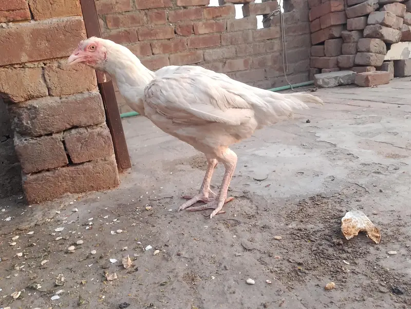 Heera aseel female — photo 5