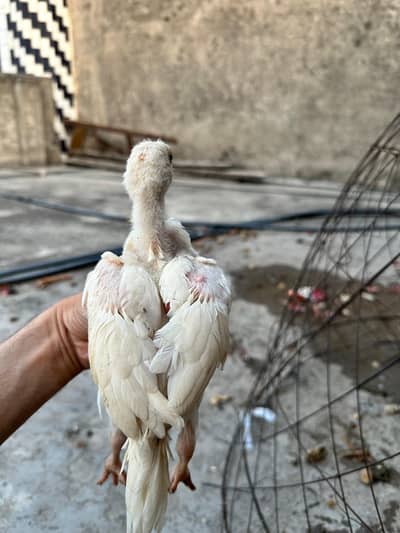 paper white asel chiks
