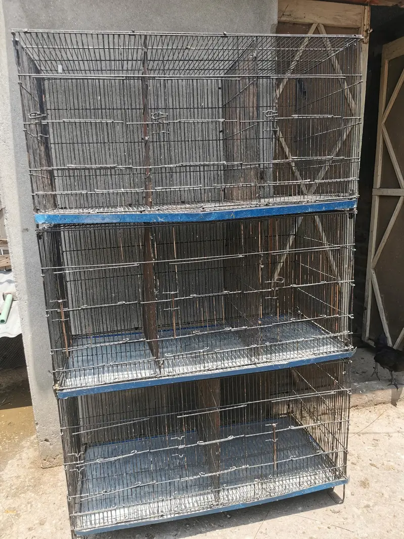 9 portion cage and astrolorp males — photo 3