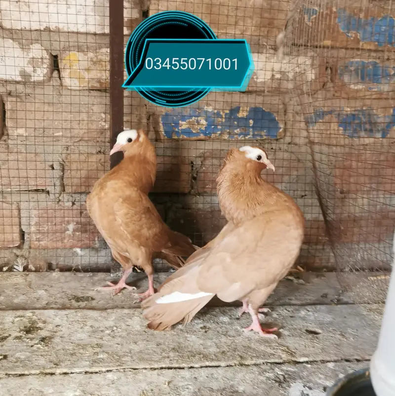 9 portion cage and astrolorp males — photo 12