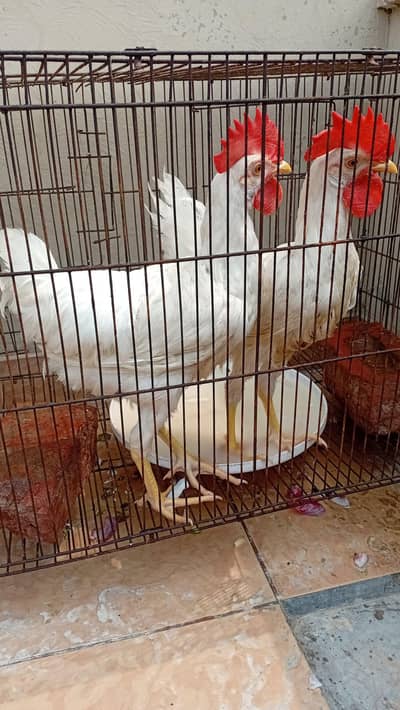 rooster beautiful