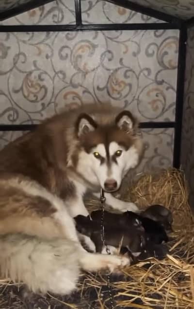 show quality pedigreed husky puppies