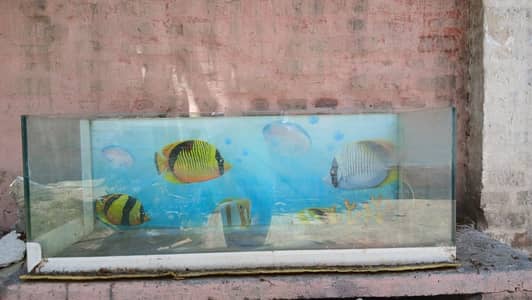 Lar Aquarium 4 x 4 x 1.6