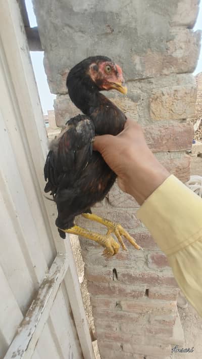 Top Quality Pure Aseel Chicks for Sale