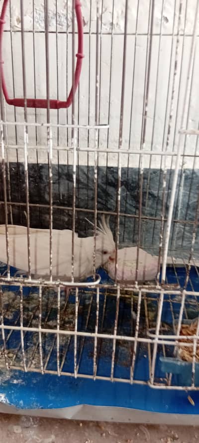 cockatiel parrots with cage