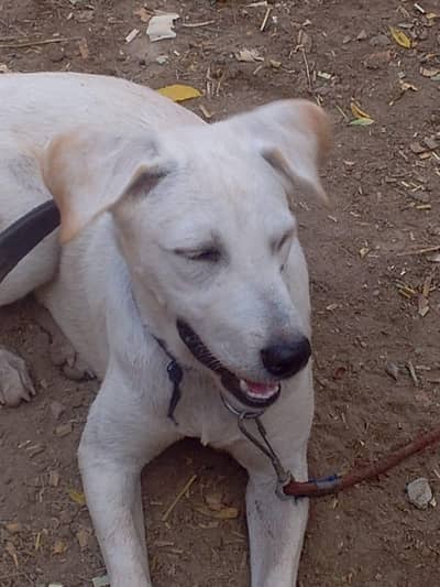 Labrador pet female dog
