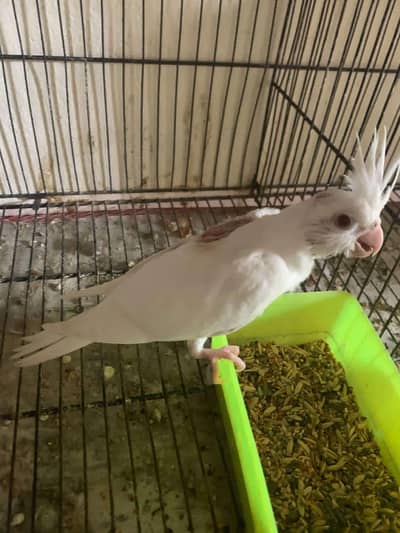 Chick available for Handtame healthy active Eno and white face grey