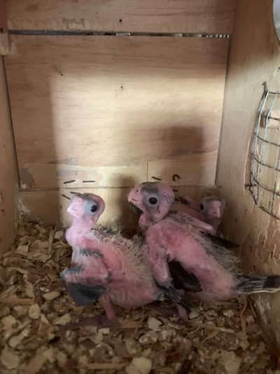 Chick available for Handtame healthy active white face grey