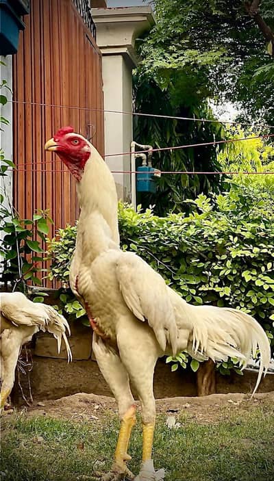 white o shamo