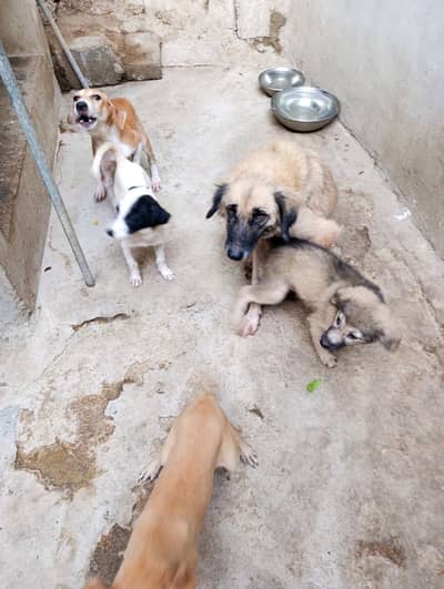 Afghani Kuchi puppie