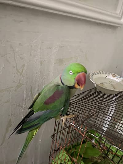 Row Parrot  urgent sale