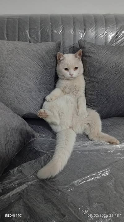 persian cat available, colour white